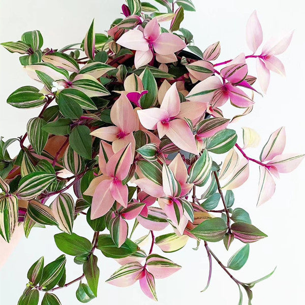 Tradescantia fluminensis 'Tricolor Minima'