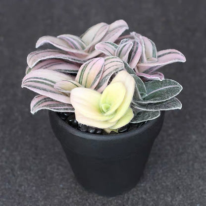 Tradescantia sillamontana var.