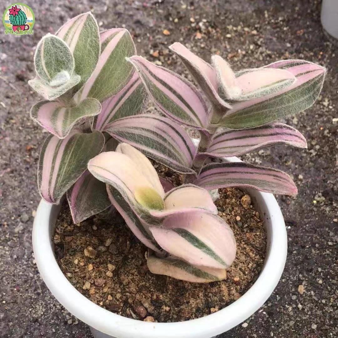 Tradescantia sillamontana var.