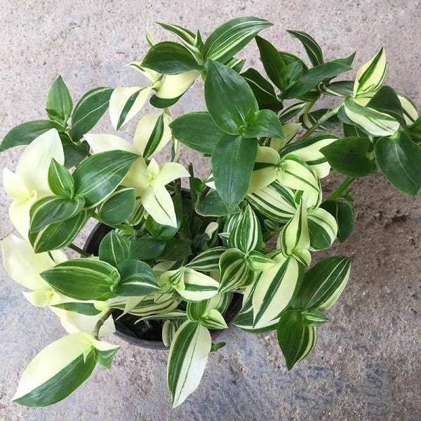 Inch Plant  (Tradescantia fluminensis variegata )