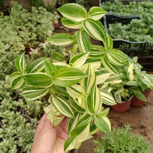 Inch Plant  (Tradescantia fluminensis variegata )