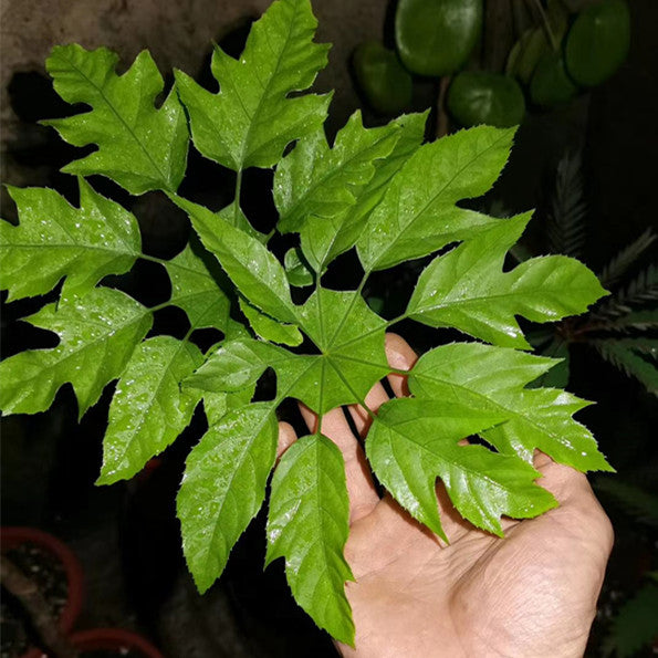 Trevesia palmata