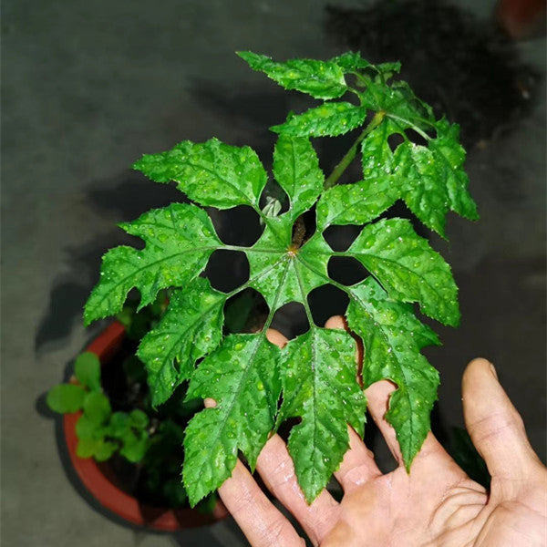 Trevesia palmata