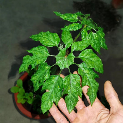 Trevesia palmata