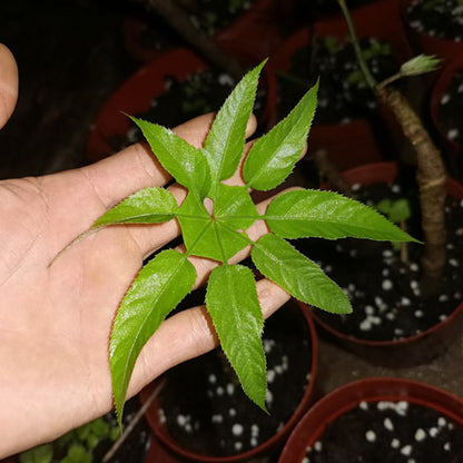 Trevesia palmata