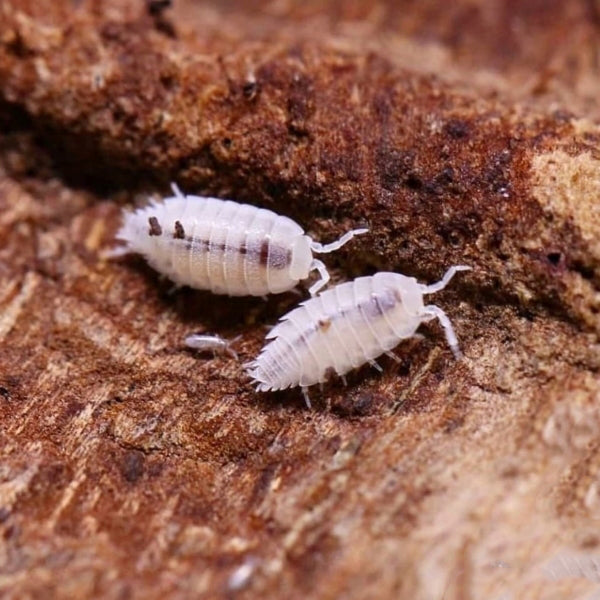 Dwarf White isopod (Trichorhina tomentosa)