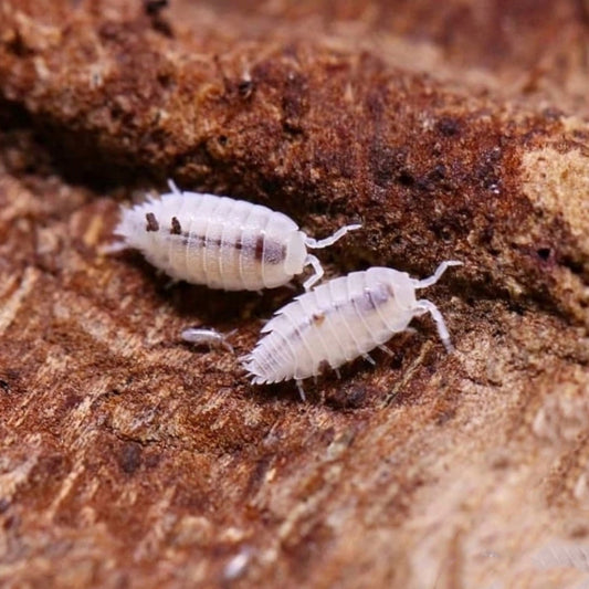 Dwarf White isopod (Trichorhina tomentosa)