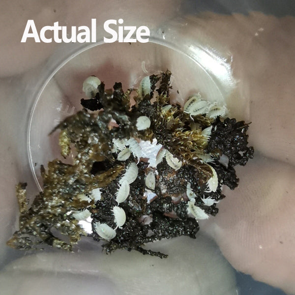 Dwarf White isopod (Trichorhina tomentosa)