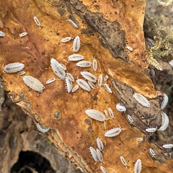 Dwarf White isopod (Trichorhina tomentosa)