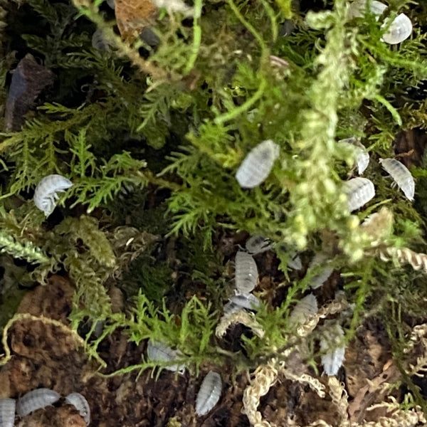 Dwarf White isopod (Trichorhina tomentosa)