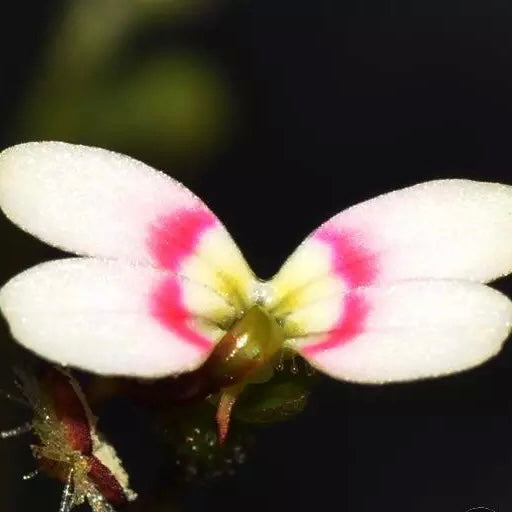 Trigger Plant（Stylidium Petiolare）