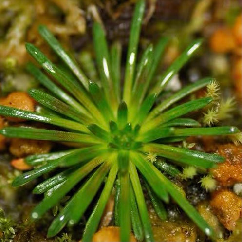 Trigger Plant（Stylidium Petiolare）