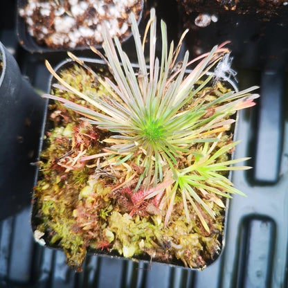 Trigger Plant（Stylidium Petiolare）