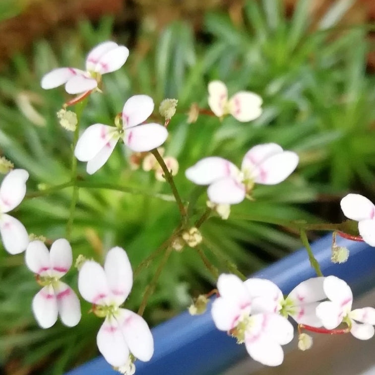 Trigger Plant（Stylidium Petiolare）