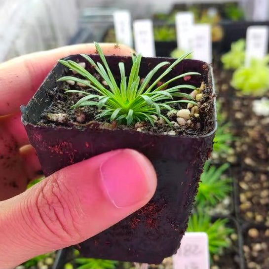 Trigger Plant（Stylidium Petiolare）