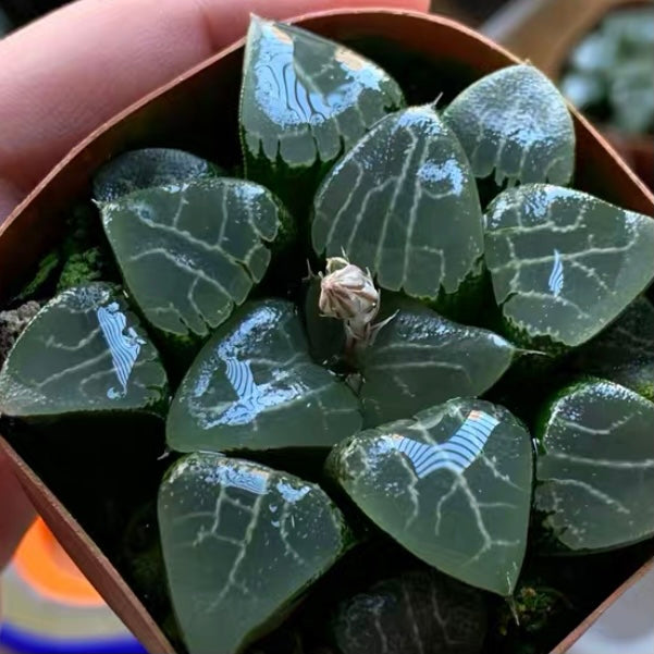 Tsukikage (Haworthia Cooperi)