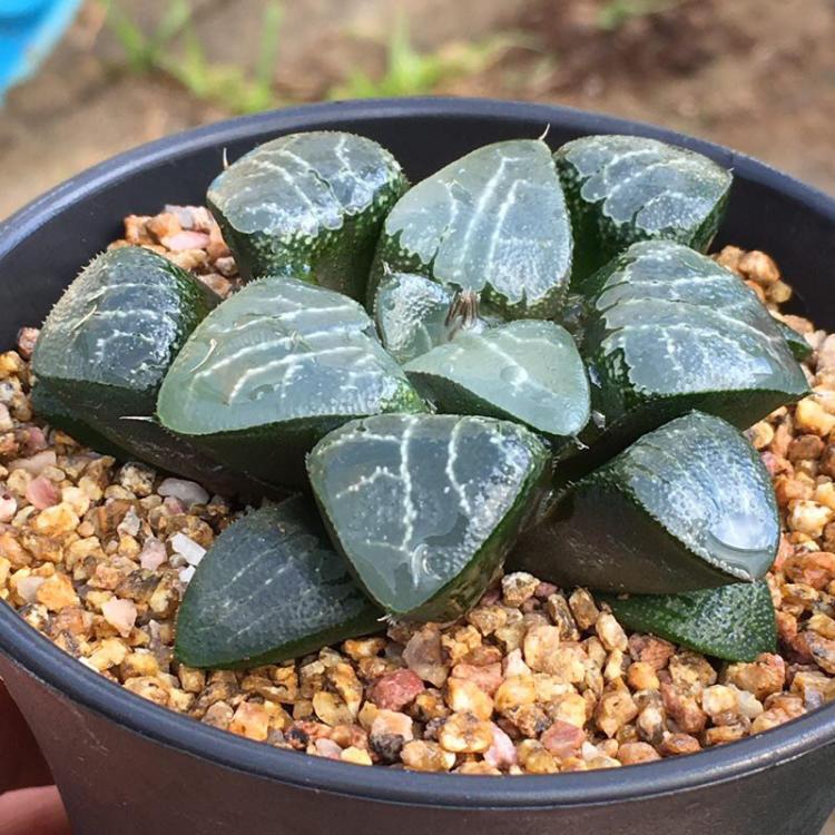Tsukikage (Haworthia Cooperi)