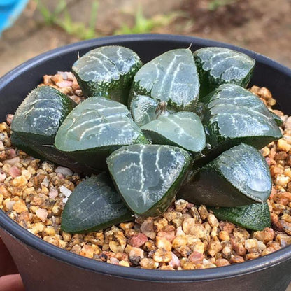 Tsukikage (Haworthia Cooperi)