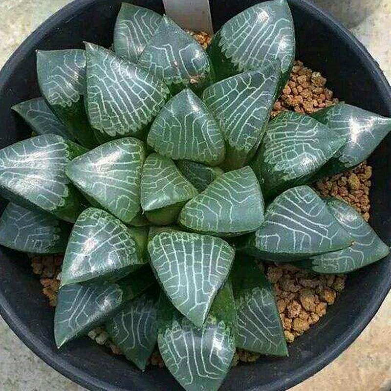 Tsukikage (Haworthia Cooperi)