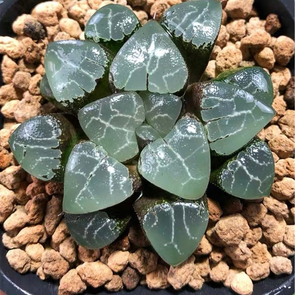 Tsukikage (Haworthia Cooperi)