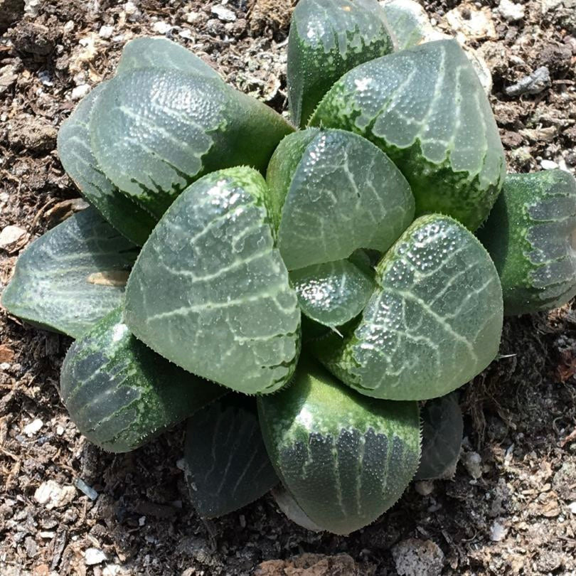 Tsukikage (Haworthia Cooperi)