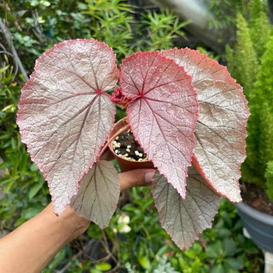 Begonia U093