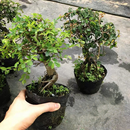 Ulmus Pumila Bonsai ( Ulmus pumila L. )