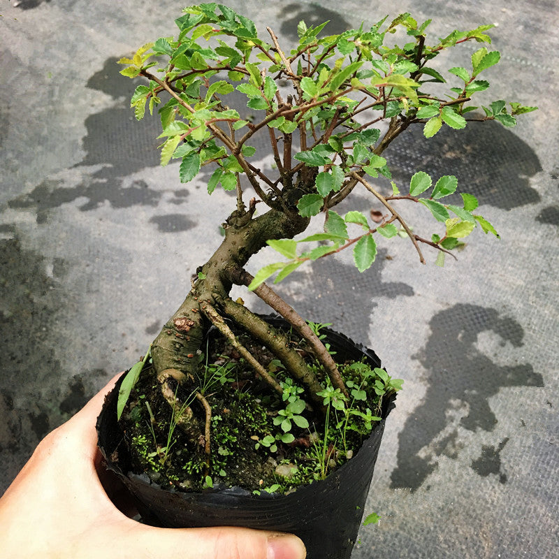 Ulmus Pumila Bonsai ( Ulmus pumila L. )