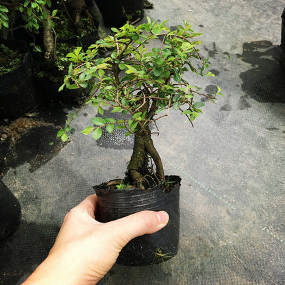 Ulmus Pumila Bonsai ( Ulmus pumila L. )