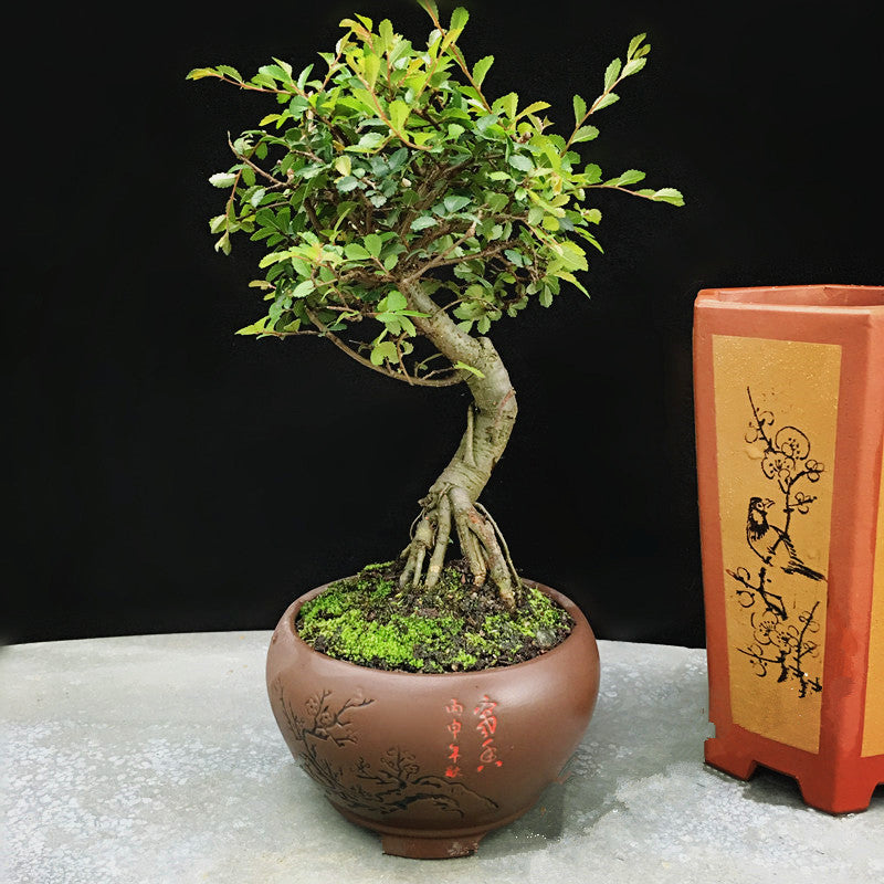 Ulmus Pumila Bonsai ( Ulmus pumila L. )