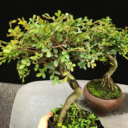 Ulmus Pumila Bonsai ( Ulmus pumila L. )