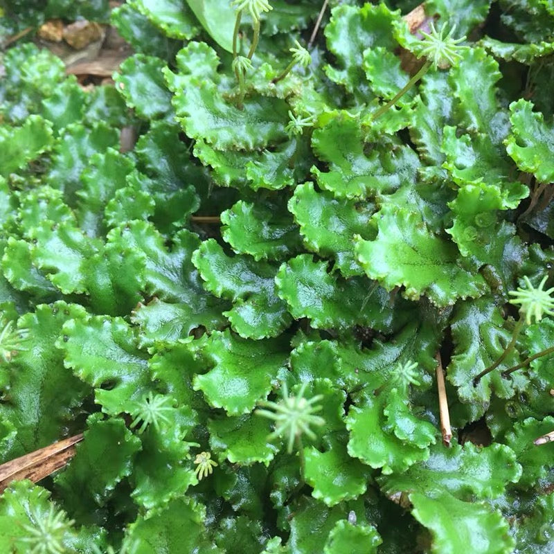 Marchantia