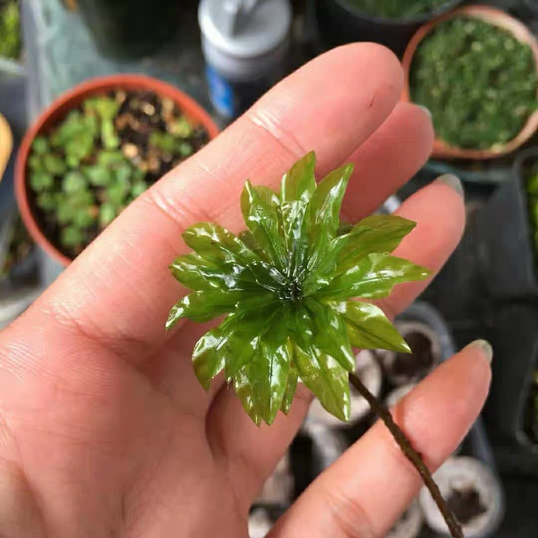 Umbrella Moss (Rhodobryum giganteum)