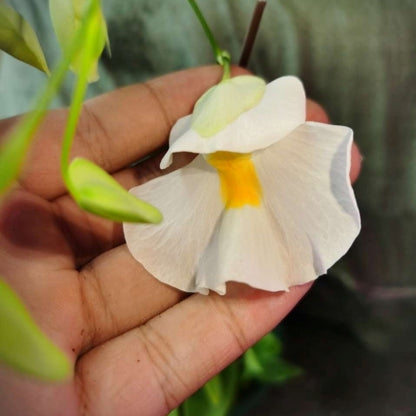 Utricularia alpina
