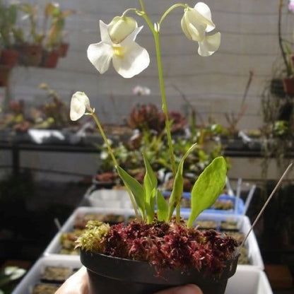 Utricularia alpina