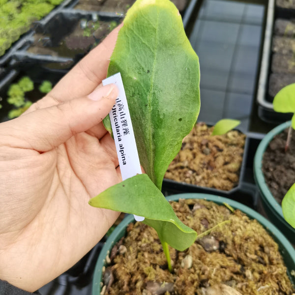 Utricularia alpina