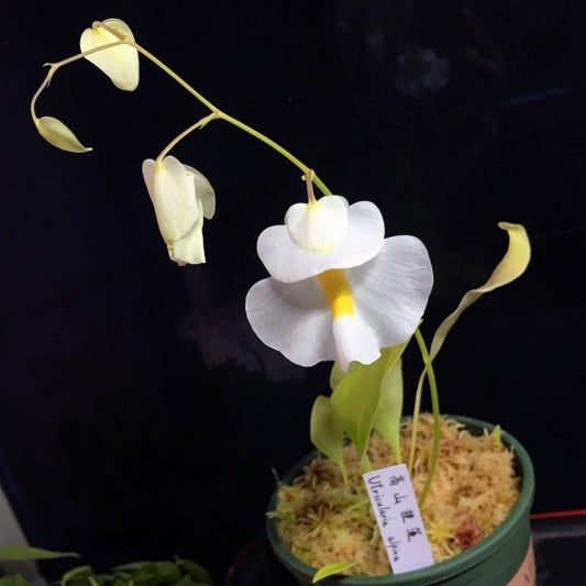 Utricularia alpina