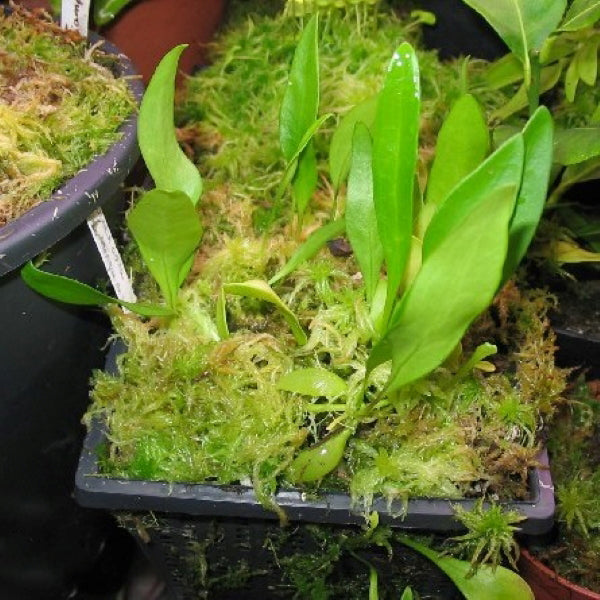 Utricularia alpina