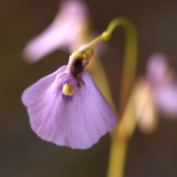 Utricularia dichotoma