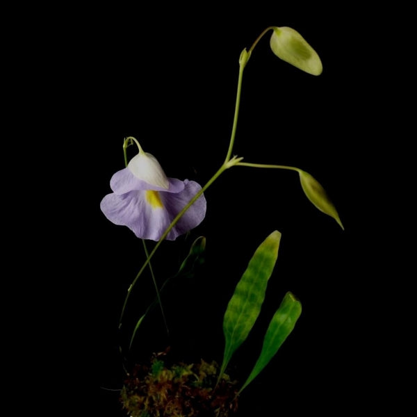Utricularia endresii