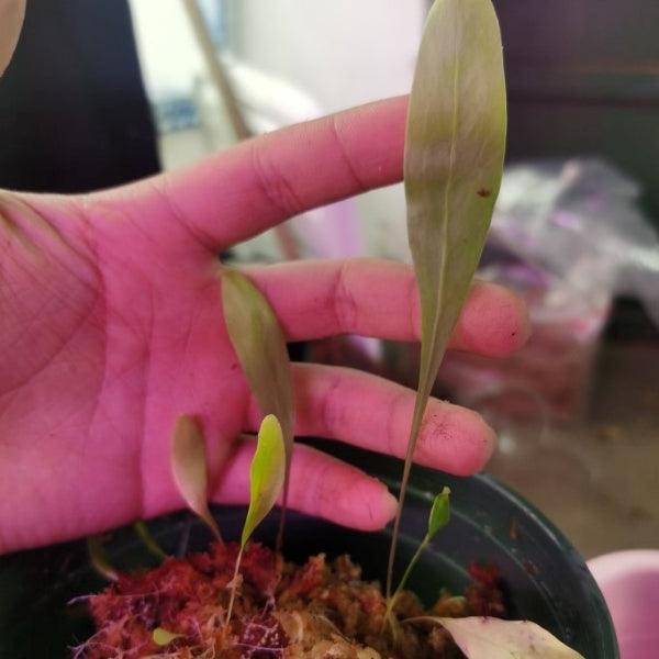 Utricularia endresii