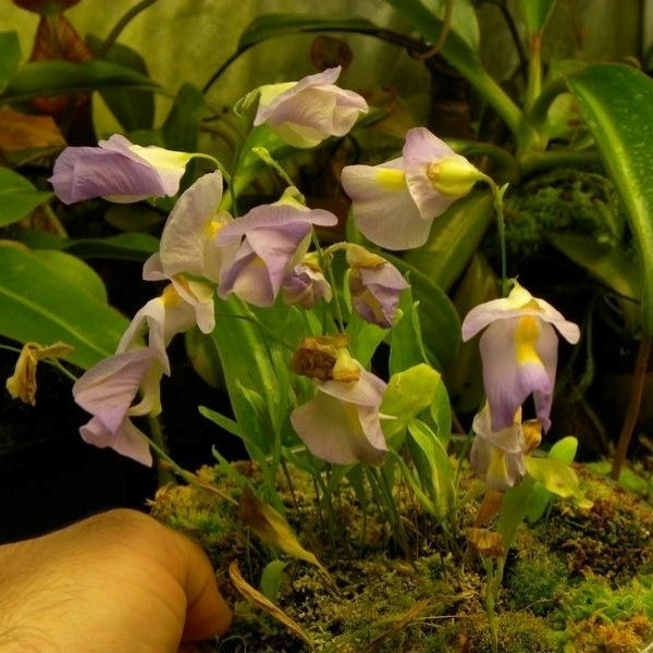Utricularia endresii