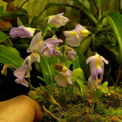 Utricularia endresii