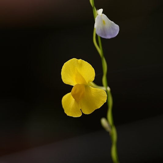 Utricularia involvens
