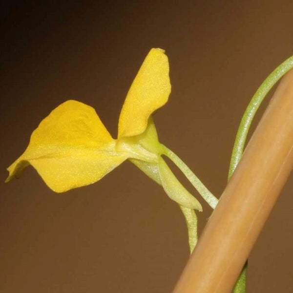 Utricularia involvens