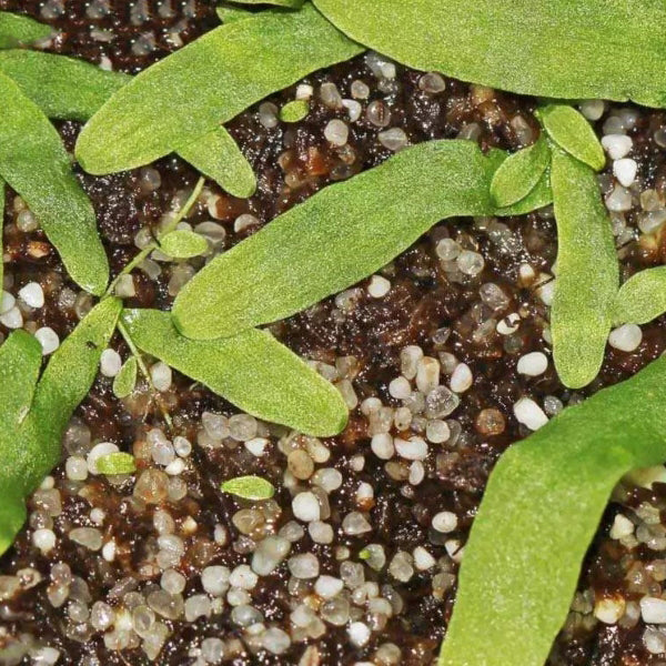 Utricularia involvens
