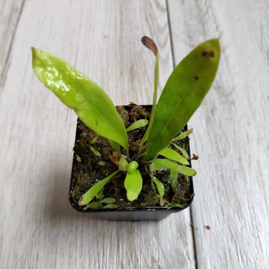 Utricularia Longifolia