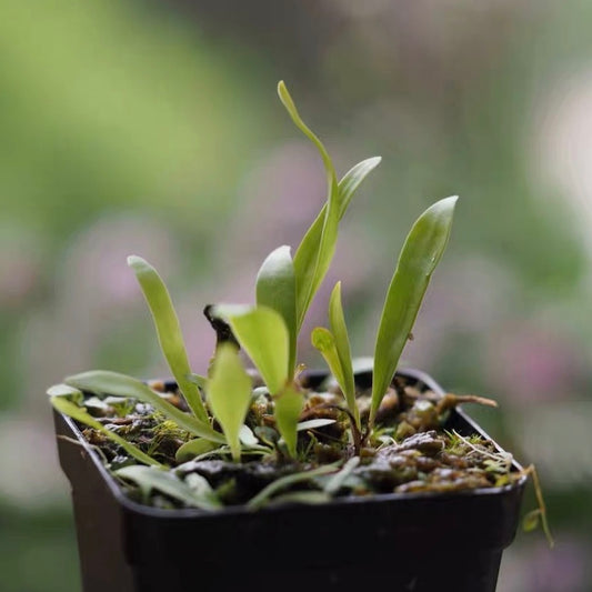 Utricularia Longifolia