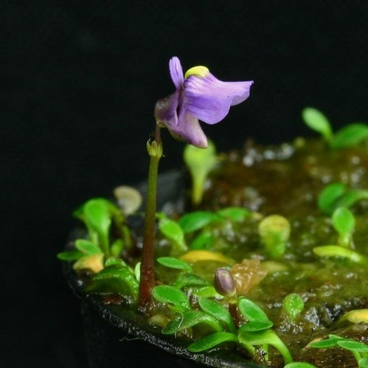 Utricularia monanthos