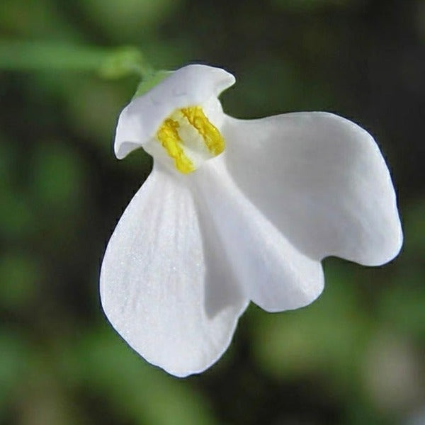 Utricularia Nephrophylla